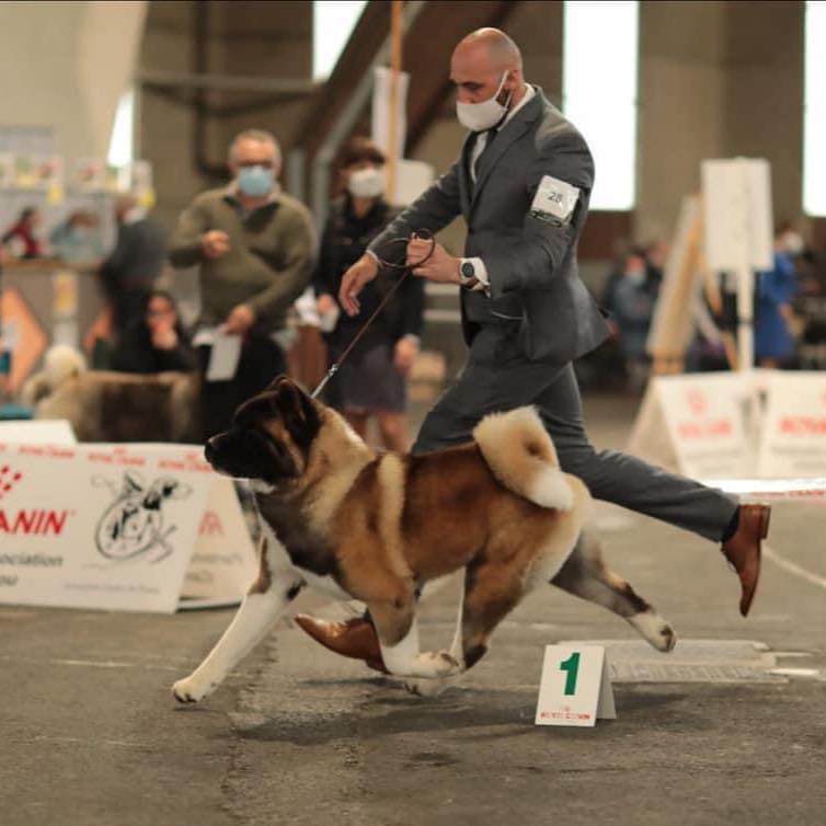 akita americain mouvement morphologie