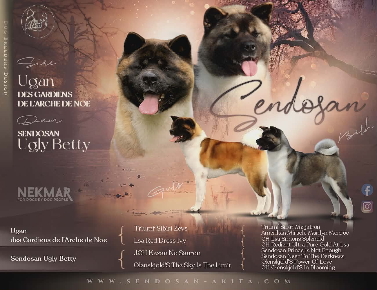 chiots typés grosses têtes