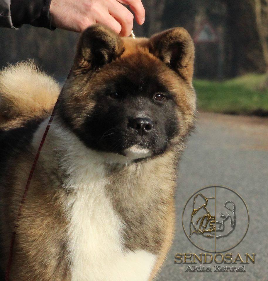ours akita americain elevage france