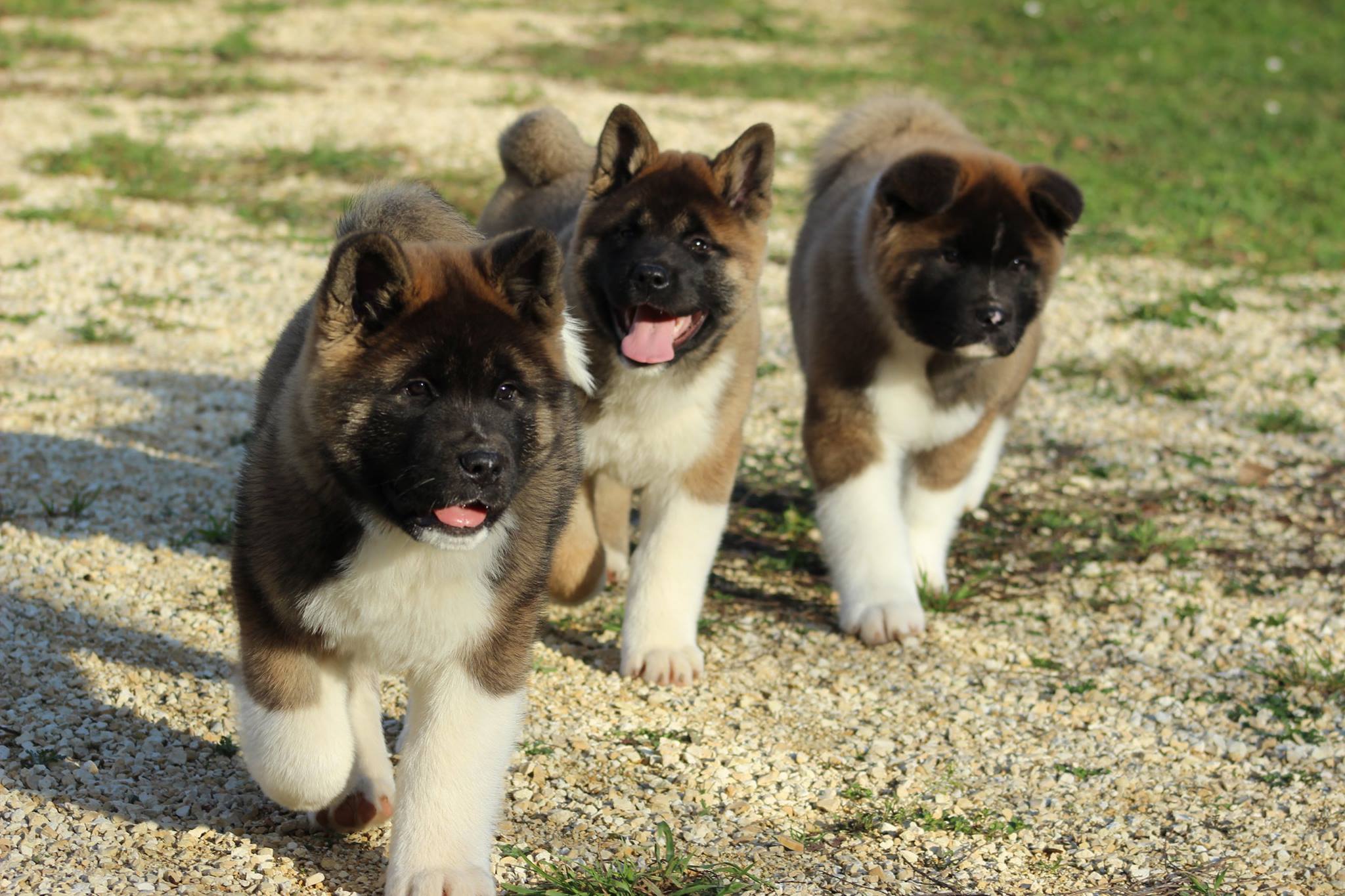 chiot akita americain lignée champion