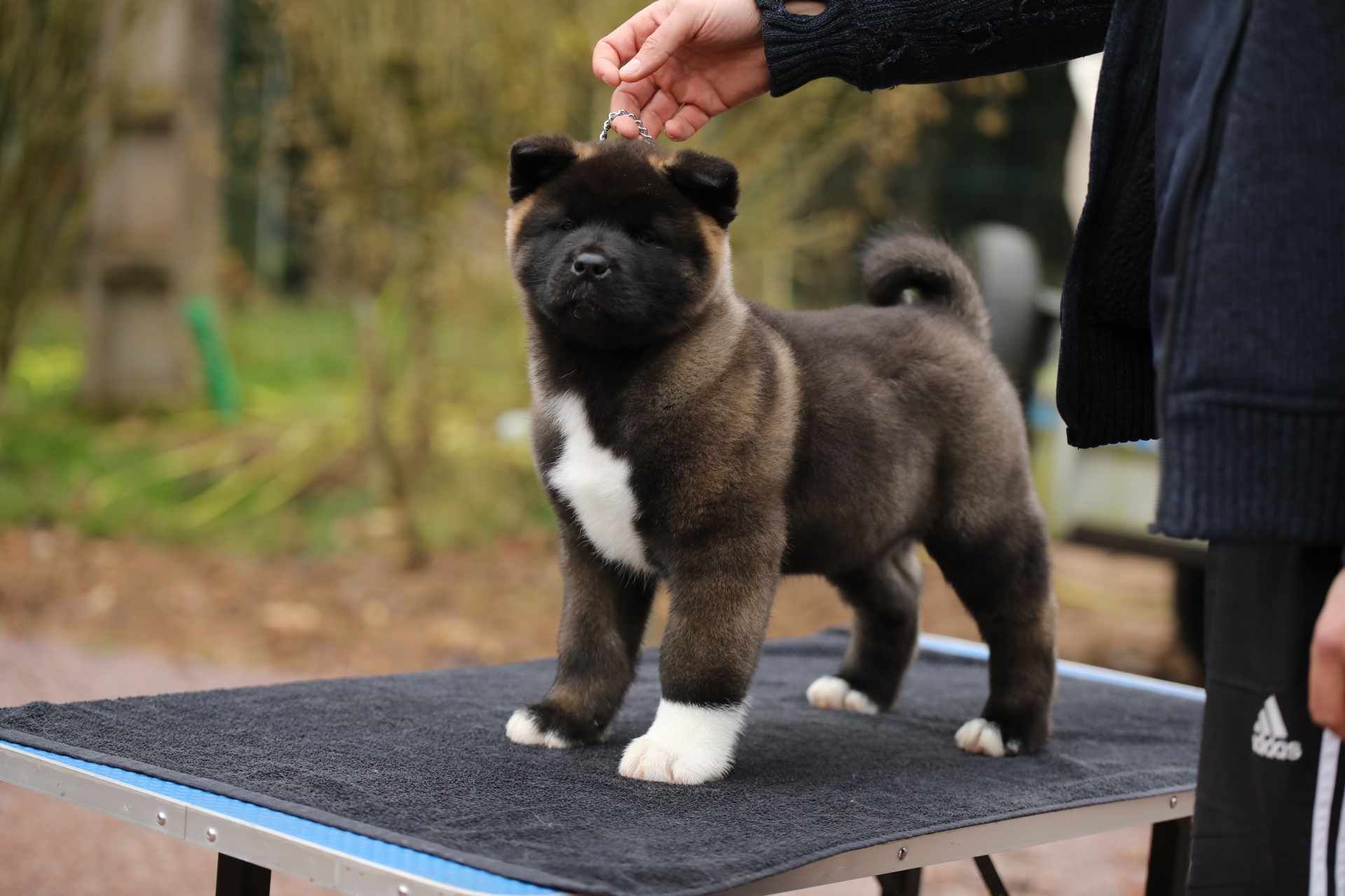 chiots disponibles, akita americain noir et blanc