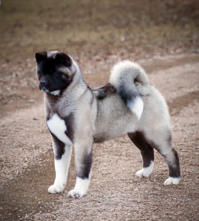 Chunli 480770052 2928712447305627 3299287384168185880 n