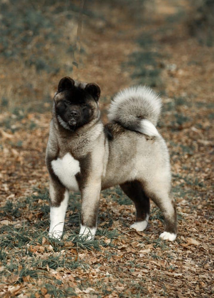 Chunli 489958732 10235712442613003 2215264199453348371 n