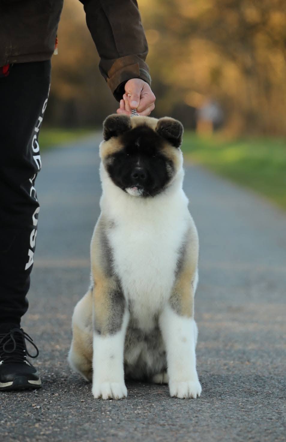 princesse akita americain centre france