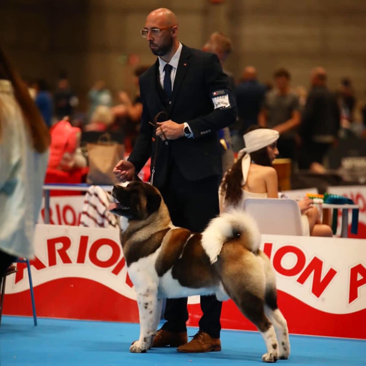 exposition canine, akita champion monde