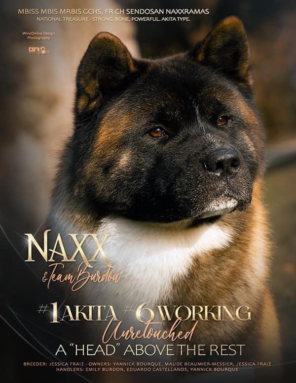 Naxx naxx tete très typé ours champion de France