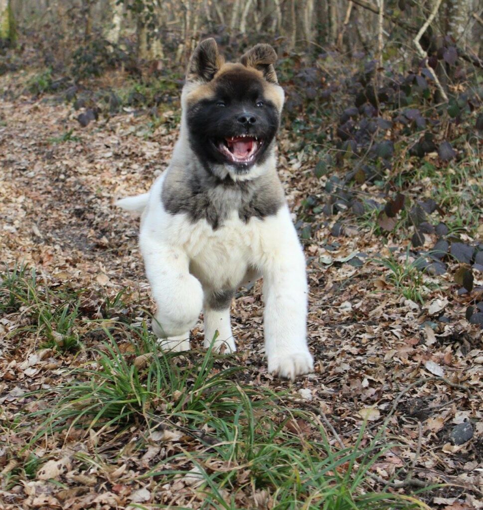 508468707 3049355395241331 2807818163221799120 n