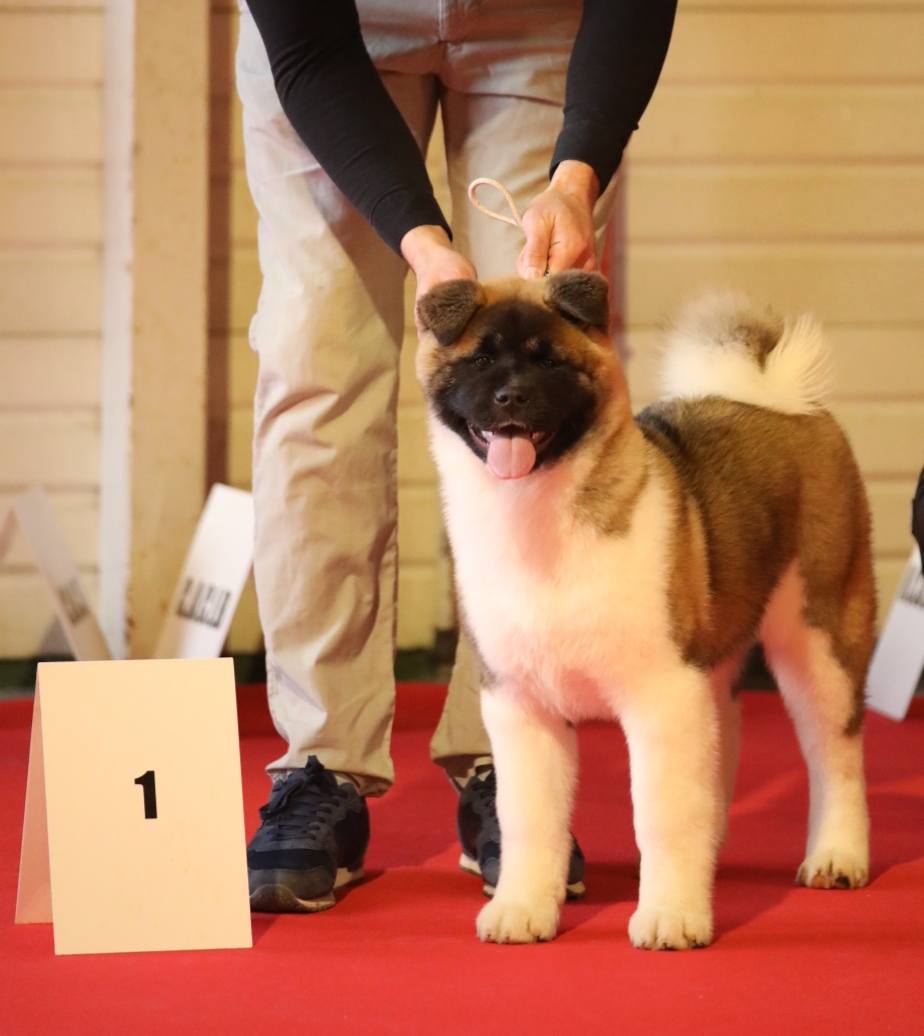 509271323 3056305417879662 4348644764391358467 n (1)