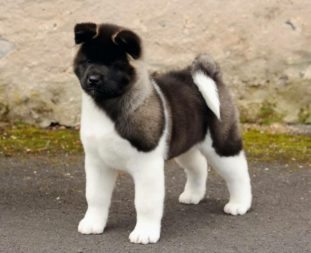 509423973 3056557454521125 6266124994843729619 n (1)