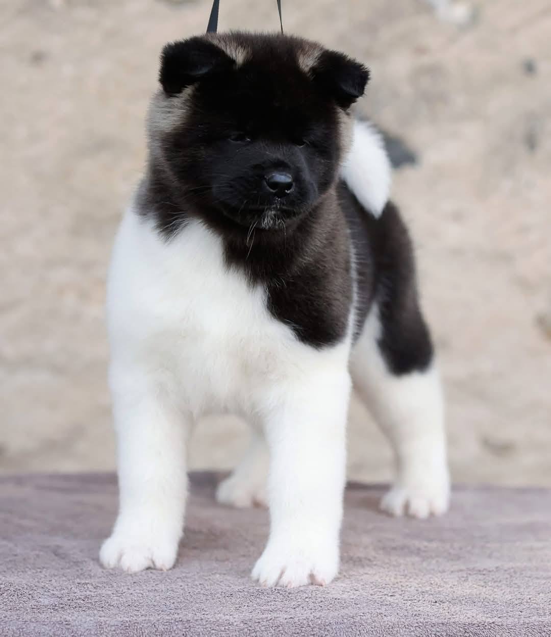 510588824 3056557631187774 8764296952170466060 n