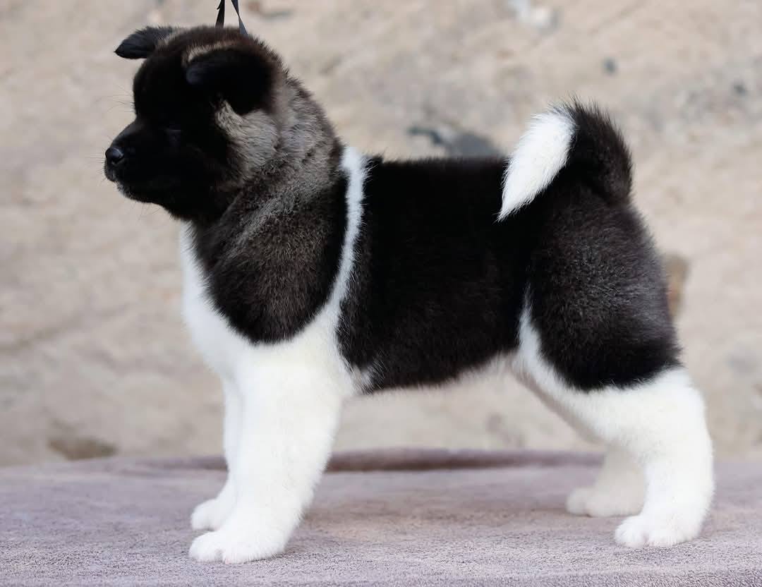 510985555 3056557317854472 5996148171658494430 n