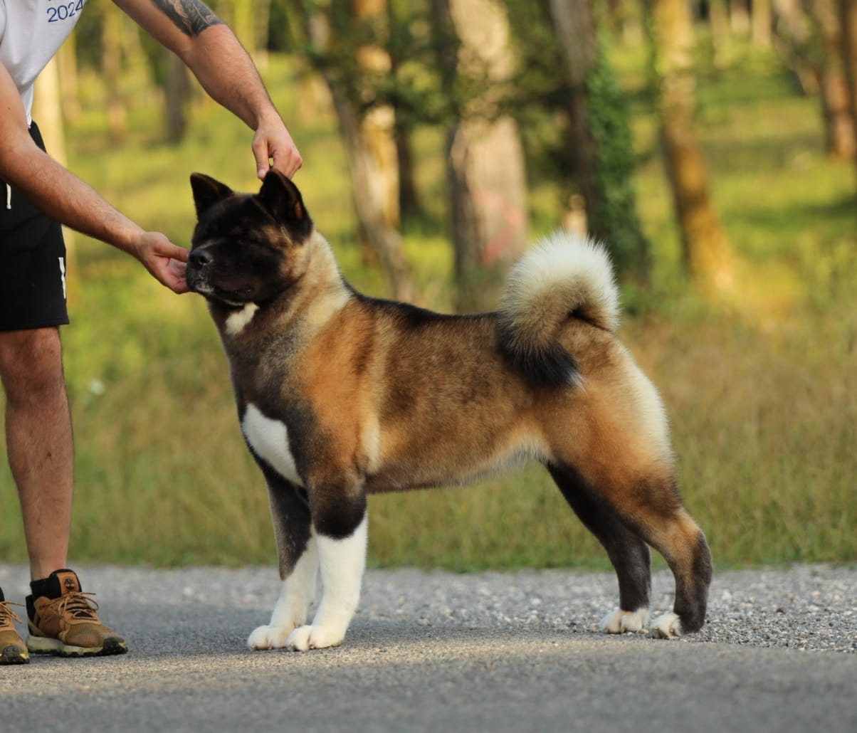 Buffy 513127332 10236852206426386 5104767277955872643 n