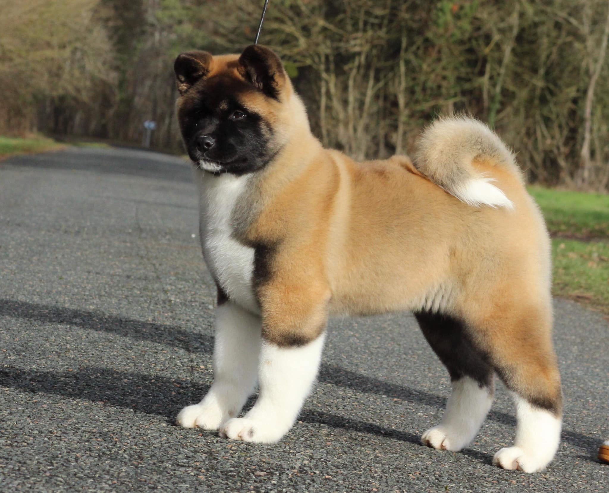 elevage akita americain, centre france typés