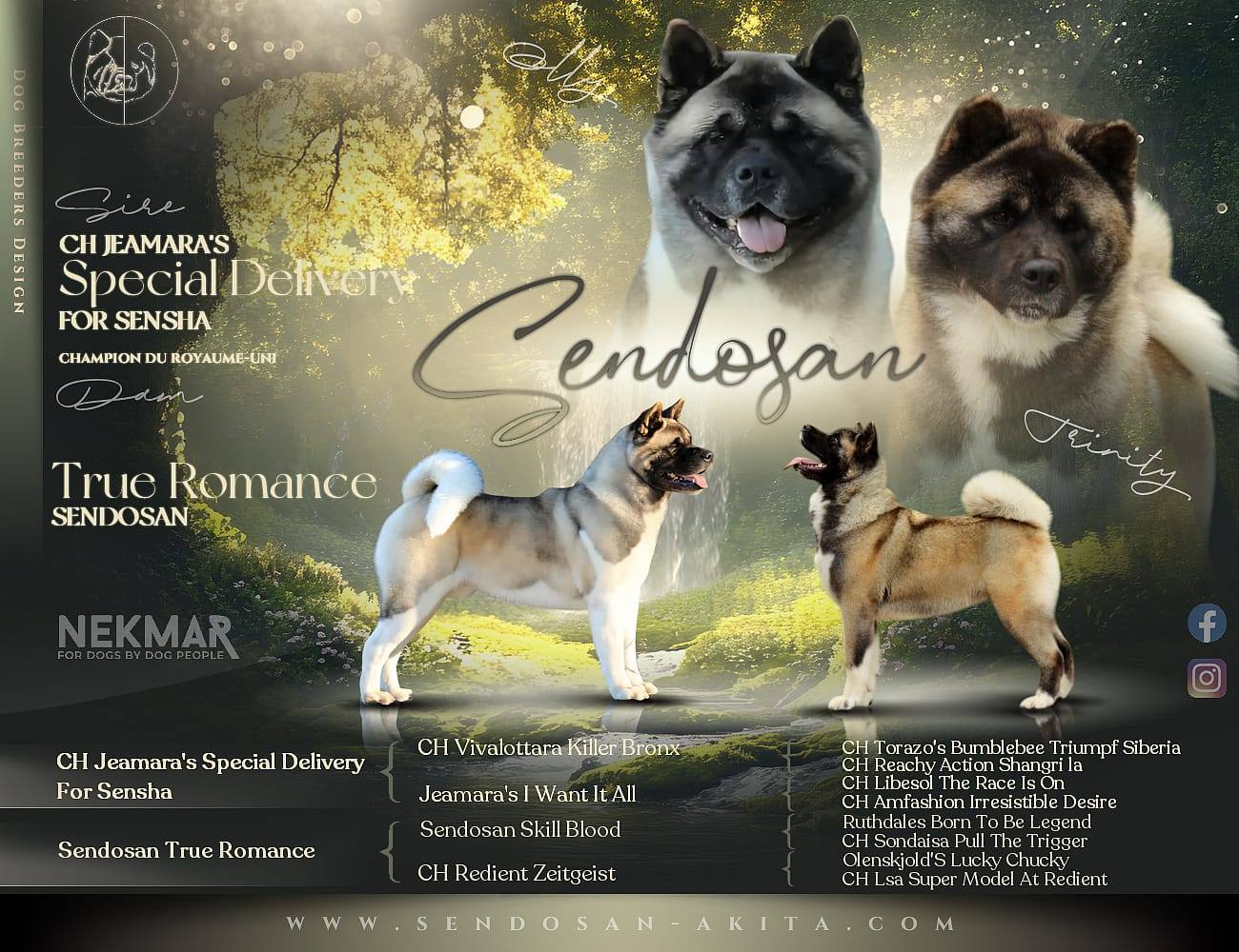 chiots disponibles akitas américain