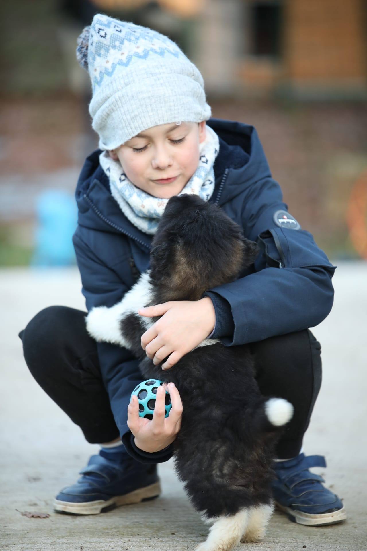 chiot unique ourson akita