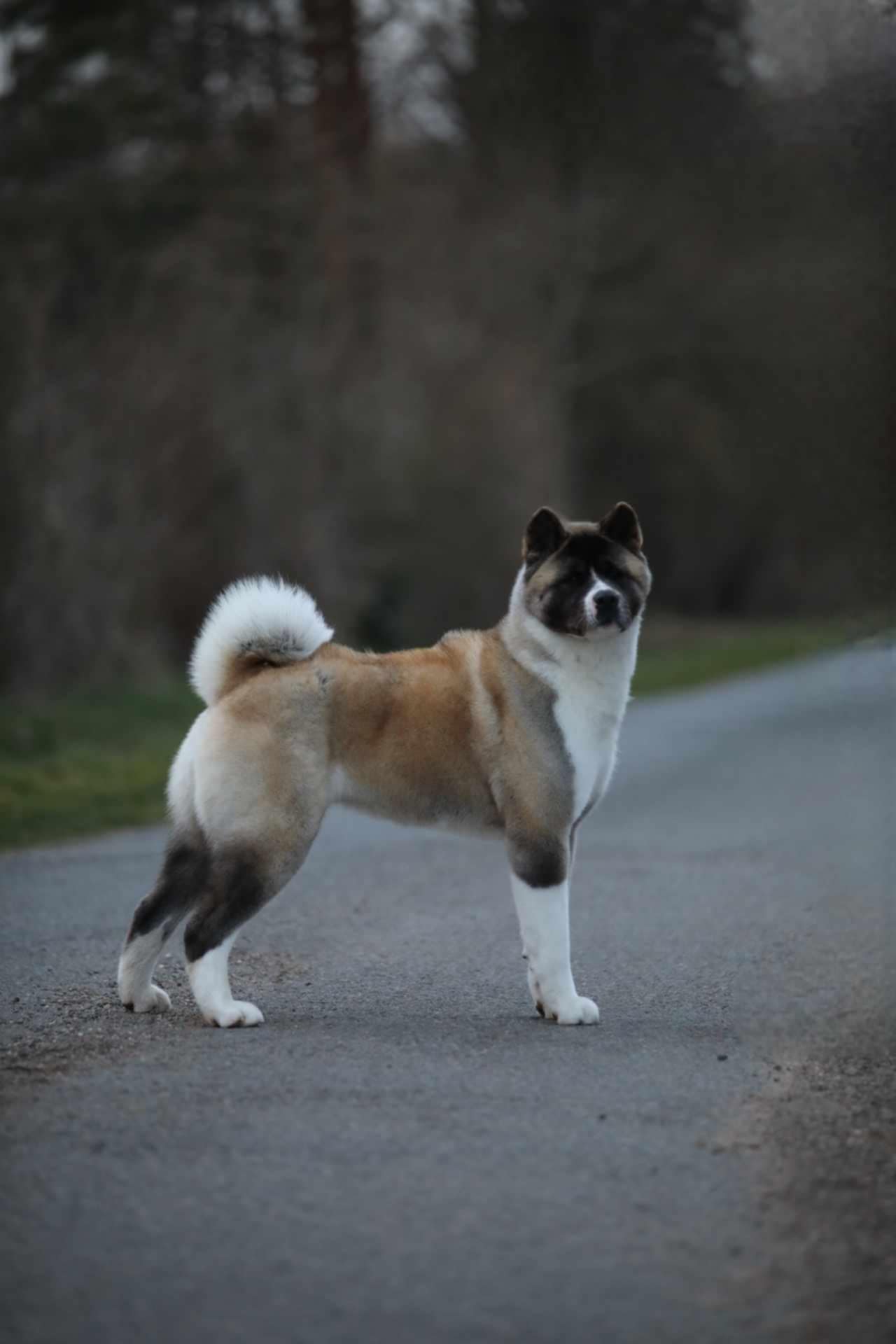 Kotomi 7a14ea35 ce7c 4131 b1f7 32c94d980cb5