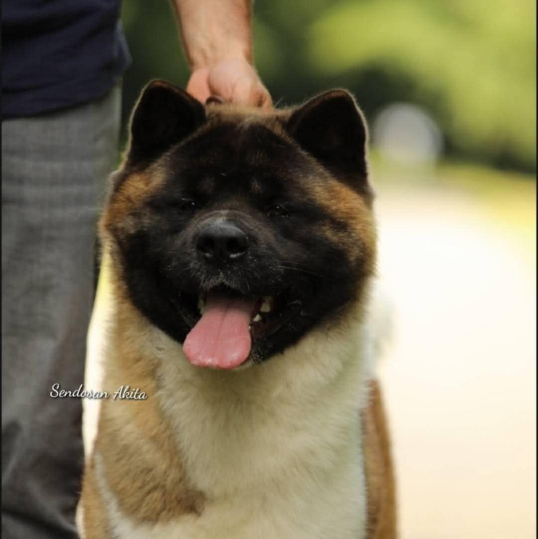 Guts tete d'ours un berseker grand coeur