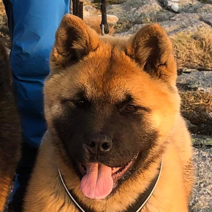 tête d'ours akita