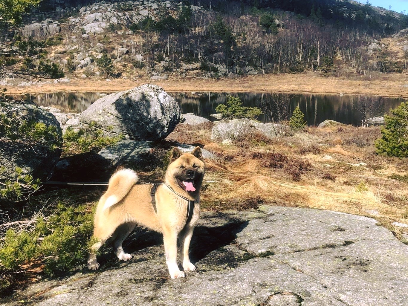 90532056 1457454014424403 3787720542967037952 n