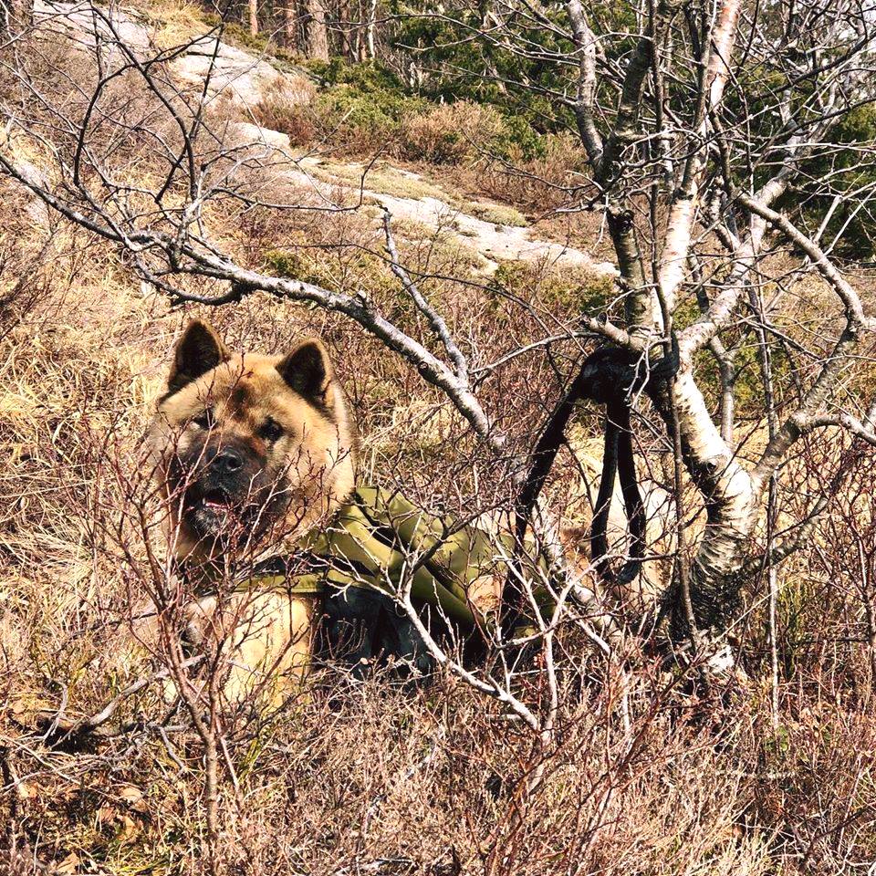 90701327 1457454267757711 5147107409029758976 n