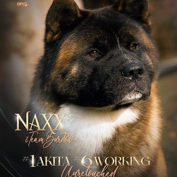 naxx tete très typé ours champion de France