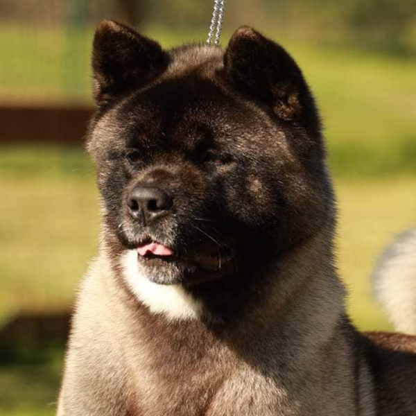 tete d'ours typé chienne championne